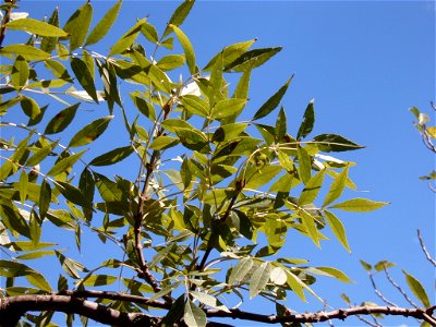 Leaves of Fraxinus angustifolia photographed in Tuscany, Italy