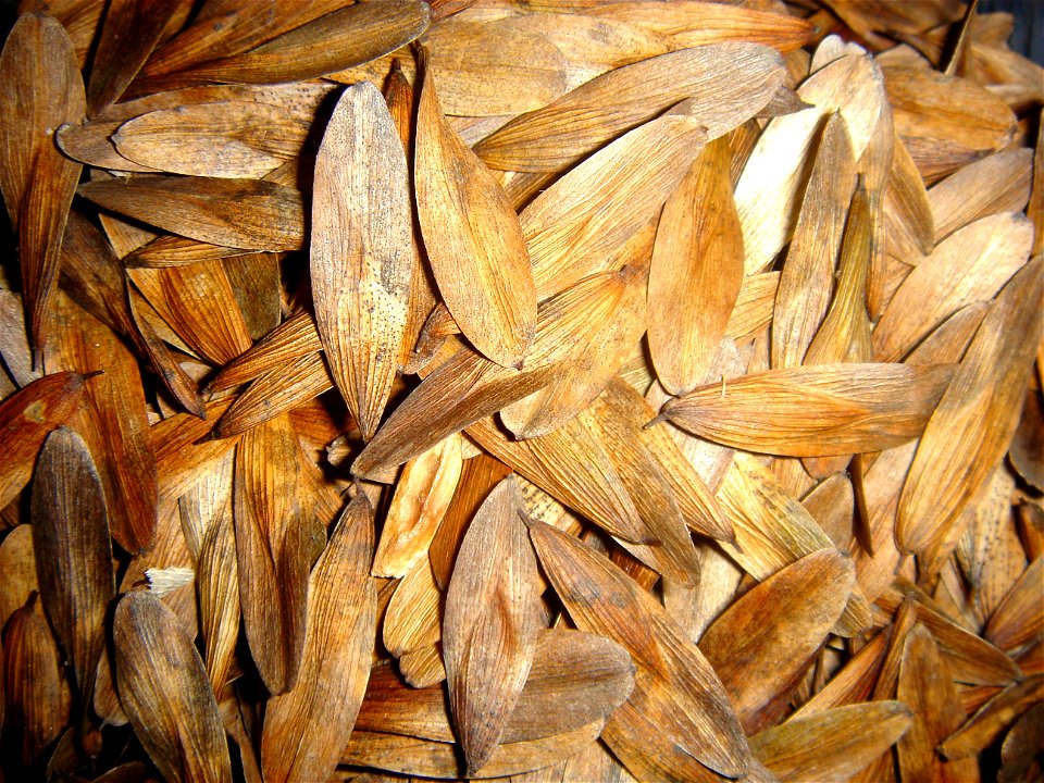 Kafkas dişbudağı (Fraxinus angustifolia subsp. oxycarpa)