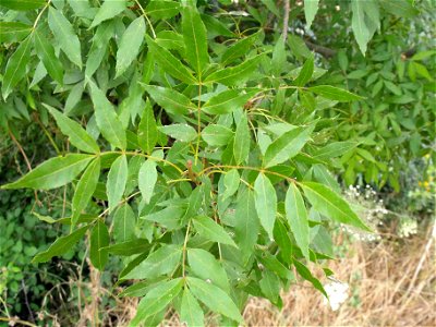 Leaves of a wild Fraxinus angustifolia photographed in Tuscany, central Italy.