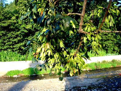 Kafkas dişbudağı (Fraxinus angustifolia subsp. oxycarpa)