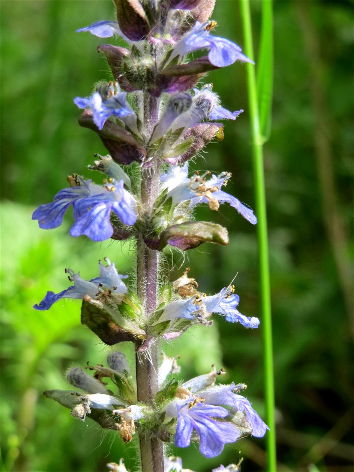 Kriechender Günsel (Ajuga reptans) im Naturschutzgebiet "St. Arnualer Wiesen"