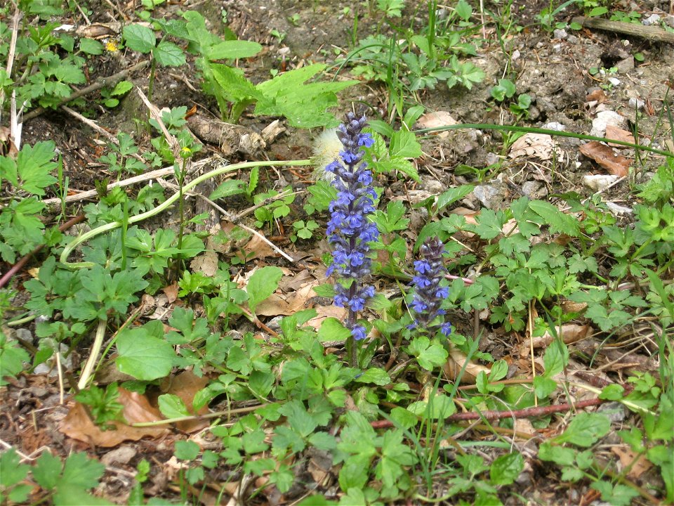 Ajuga reptans (Carpet Bugle) im Haltgraben (Frankenfels)
