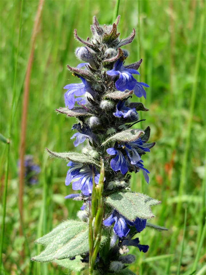 Genfer Günsel (Ajuga genevensis) auf dem Feldherrenhügel (Naturschutzgebiet Oftersheimer Dünen)