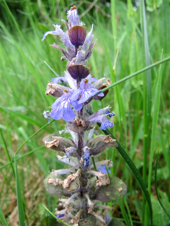Kriechender Günsel (Ajuga reptans) im Naturschutzgebiet „Oftersheimer Dünen“ (Teilgebiet „Am Golfplatz“)