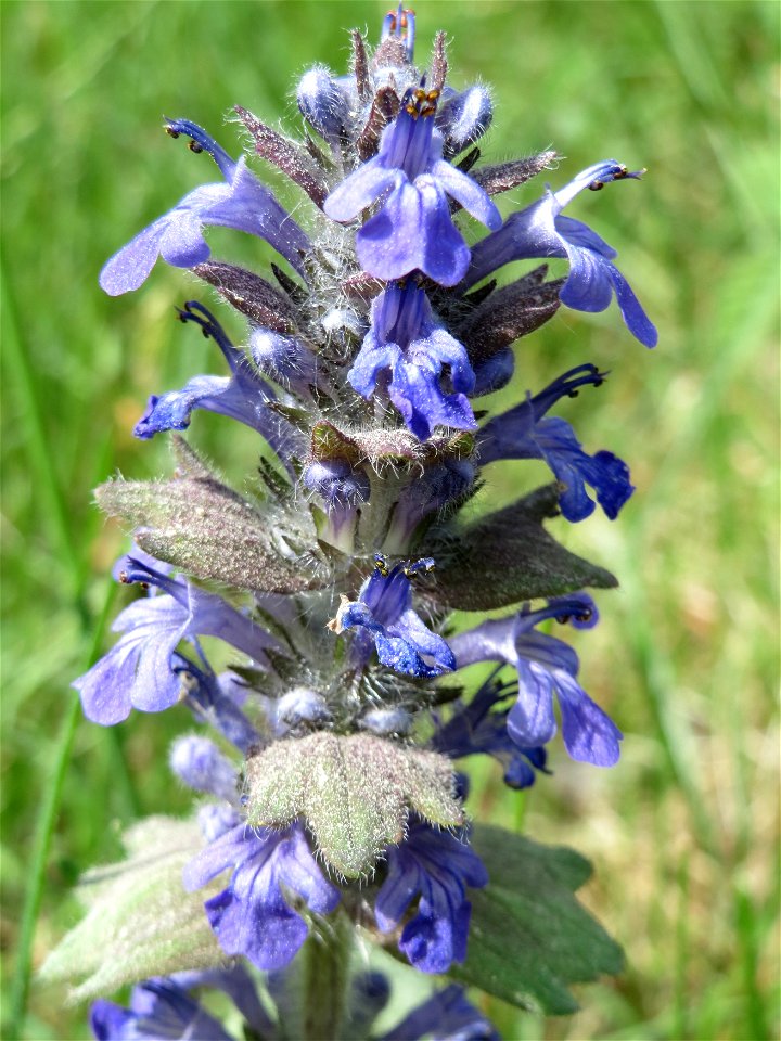 Genfer Günsel (Ajuga genevensis) auf dem Feldherrenhügel (Naturschutzgebiet Oftersheimer Dünen)