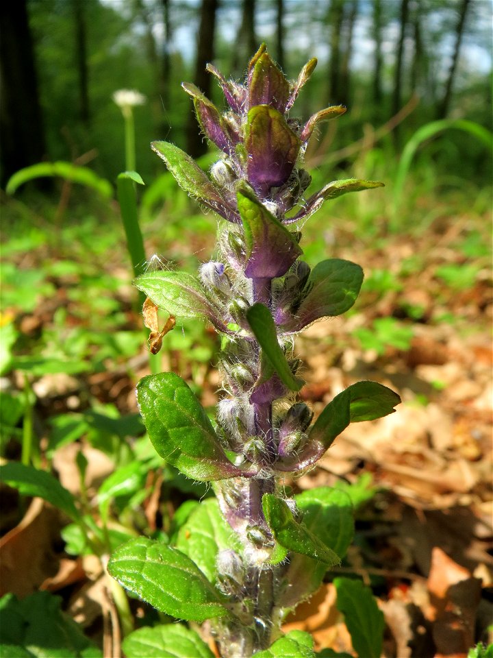 Kriechender Günsel (Ajuga reptans) im Unteren Saubusch (Bannwaldbereich) im Schwetzinger Hardt