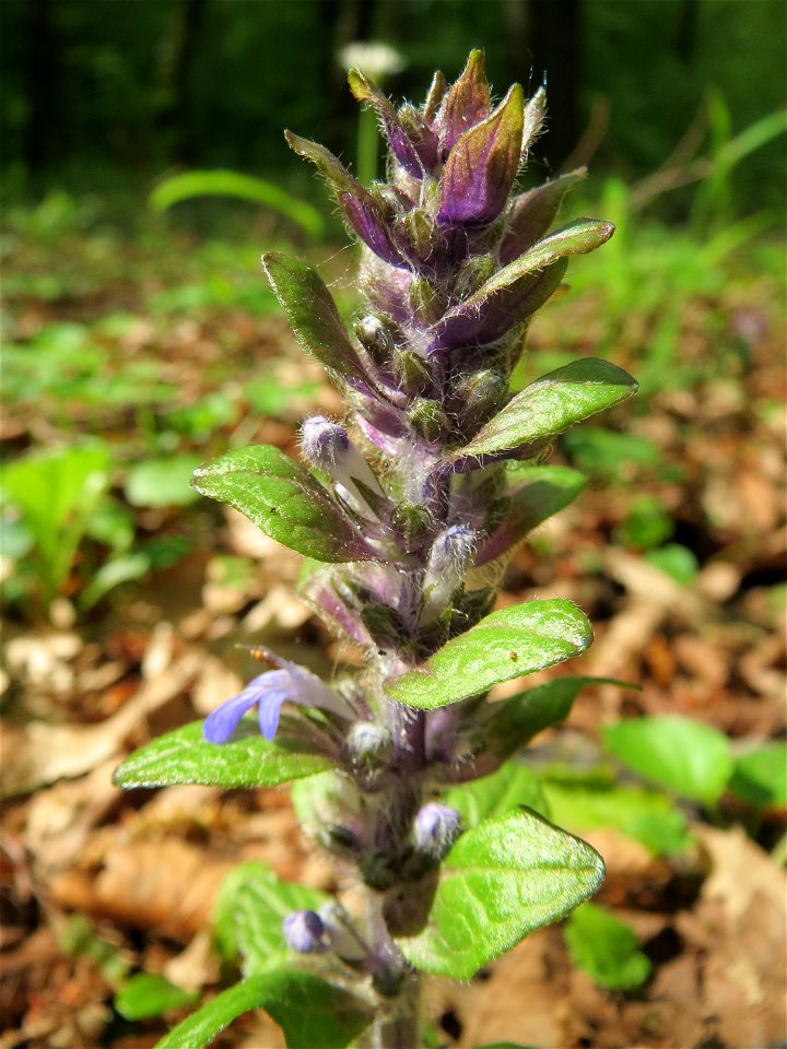 Kriechender Günsel (Ajuga reptans) im Unteren Saubusch (Bannwaldbereich) in der Schwetzinger Hardt
