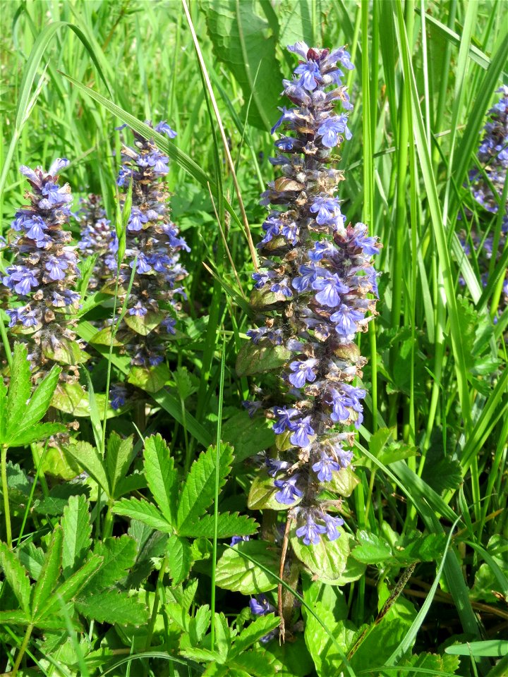 Kriechender Günsel (Ajuga reptans) im Landschaftsschutzgebiet Hockenheimer Rheinbogen