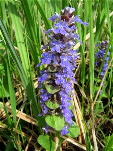 Kriechender Günsel (Ajuga reptans) im Landschaftsschutzgebiet Hockenheimer Rheinbogen