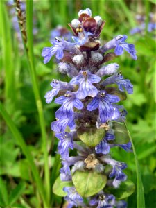 Kriechender Günsel (Ajuga reptans) im Landschaftsschutzgebiet Hockenheimer Rheinbogen