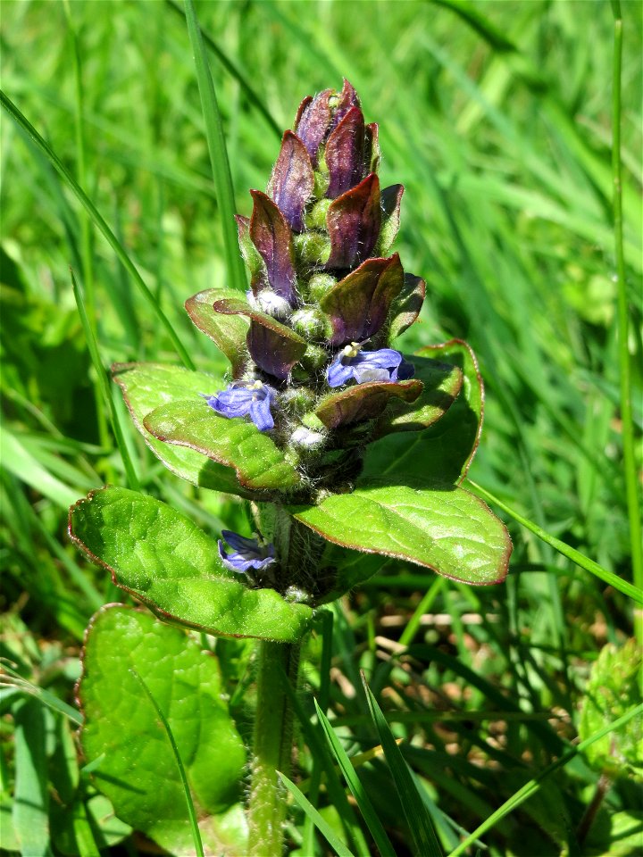 Kriechender Günsel (Ajuga reptans) vorm Hauptfriedhof in Alt-Saarbrücken