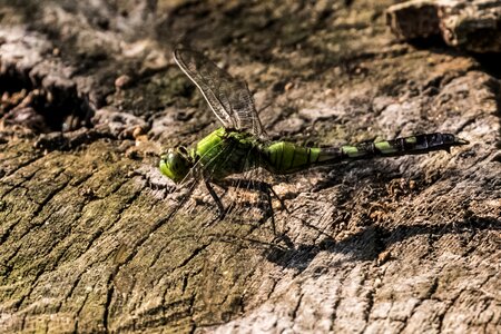 Dragonfly green birding