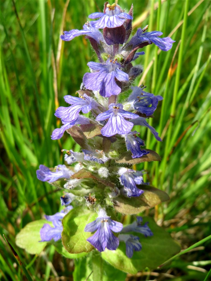 Kriechender Günsel (Ajuga reptans) im Naturschutzgebiet Bachwiesen/Leopoldswiesen im Hockenheimer Rheinbogen