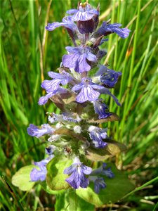 Kriechender Günsel (Ajuga reptans) im Naturschutzgebiet Bachwiesen/Leopoldswiesen im Hockenheimer Rheinbogen