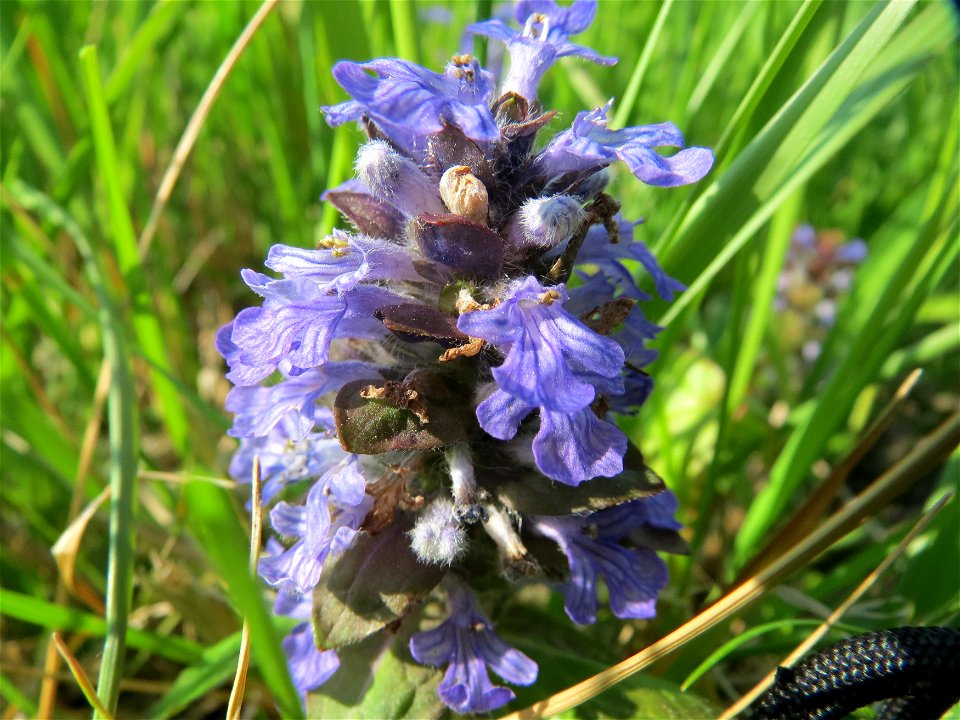 Kriechender Günsel (Ajuga reptans) im Naturschutzgebiet Bachwiesen/Leopoldswiesen im Hockenheimer Rheinbogen