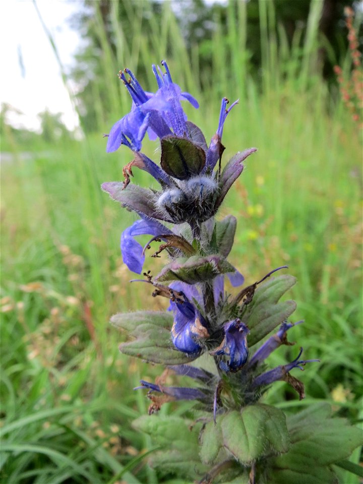 Genfer Günsel (Ajuga genevensis) in der Schwetzinger Hardt