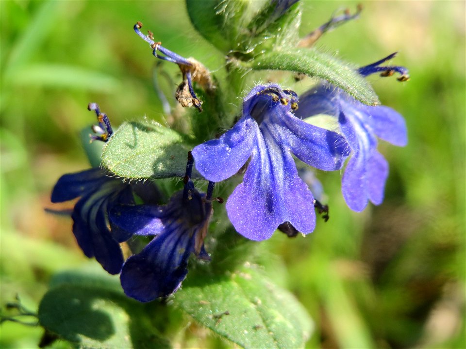 Ajuga genevensis im Schwetzinger Hardt - an der Bahnstrecke Mannheim-Karlsruhe findet sich ein kleines Sandmagerrasen-Biotop mit typischer Binnendünen-Vegetation