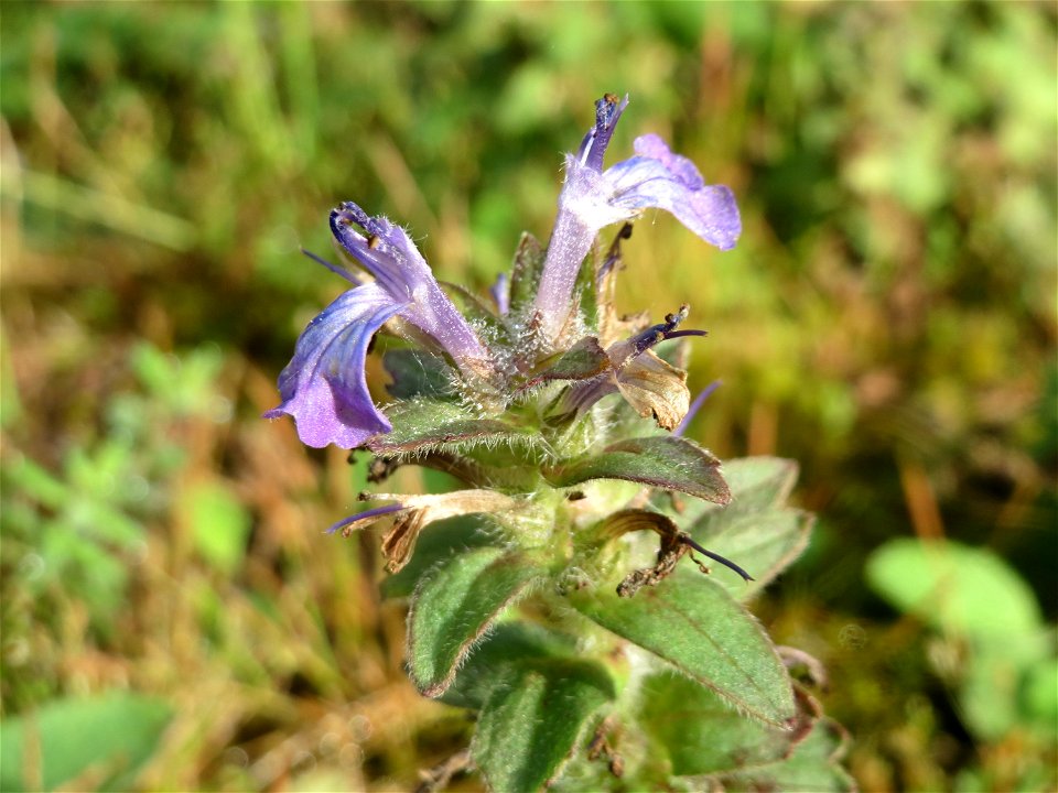 Genfer Günsel (Ajuga genevensis) in der Schwetzinger Hardt