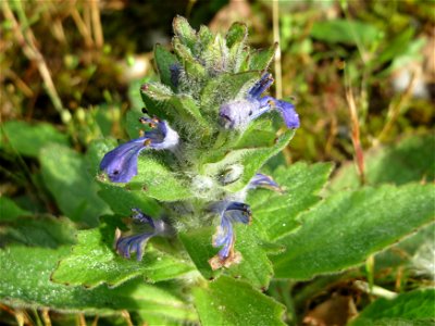 Genfer Günsel (Ajuga genevensis) in der Schwetzinger Hardt