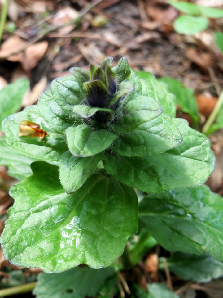 Der erste Kriechende Günsel (Ajuga reptans) im Unteren Saubusch in der Schwetzinger Hardt kurz vor der Blüte