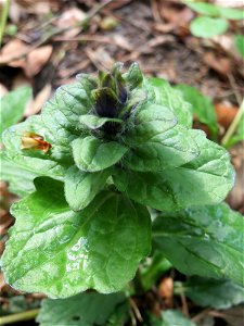 Der erste Kriechende Günsel (Ajuga reptans) im Unteren Saubusch in der Schwetzinger Hardt kurz vor der Blüte