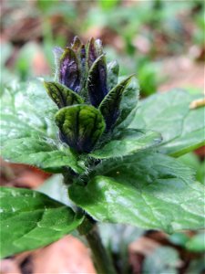Der erste Kriechende Günsel (Ajuga reptans) im Unteren Saubusch in der Schwetzinger Hardt kurz vor der Blüte