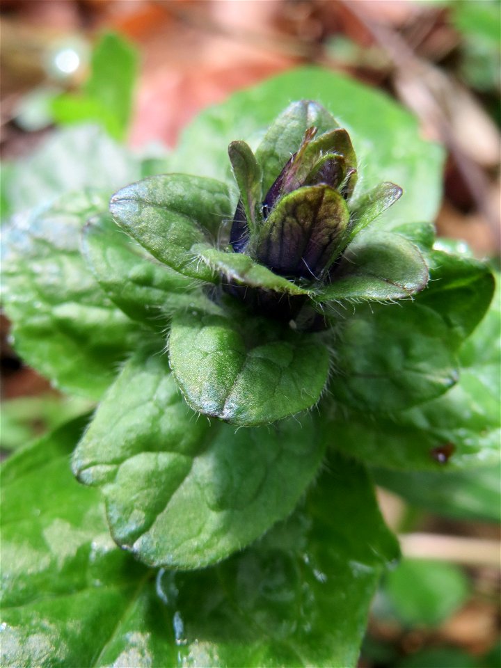 Der erste Kriechende Günsel (Ajuga reptans) im Unteren Saubusch in der Schwetzinger Hardt kurz vor der Blüte