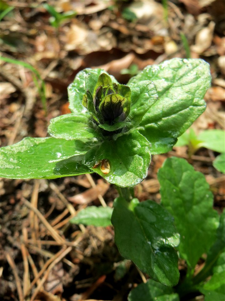 Der erste Kriechende Günsel (Ajuga reptans) im Unteren Saubusch in der Schwetzinger Hardt kurz vor der Blüte