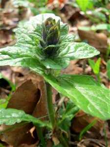 Der erste Kriechende Günsel (Ajuga reptans) im Unteren Saubusch in der Schwetzinger Hardt kurz vor der Blüte