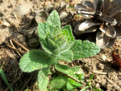 Ajuga genevensis in der Schwetzinger Hardt