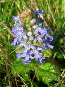 Kriechender Günsel (Ajuga reptans) im Naturschutzgebiet Bachwiesen/Leopoldswiesen im Hockenheimer Rheinbogen