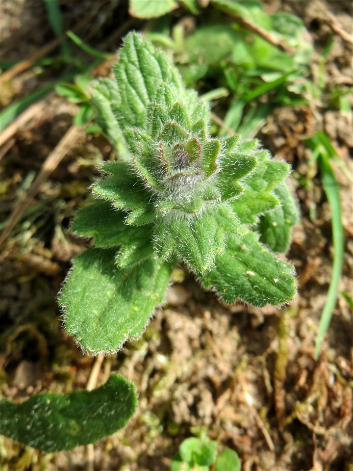 Ajuga genevensis in der Schwetzinger Hardt