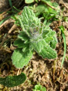 Ajuga genevensis in der Schwetzinger Hardt