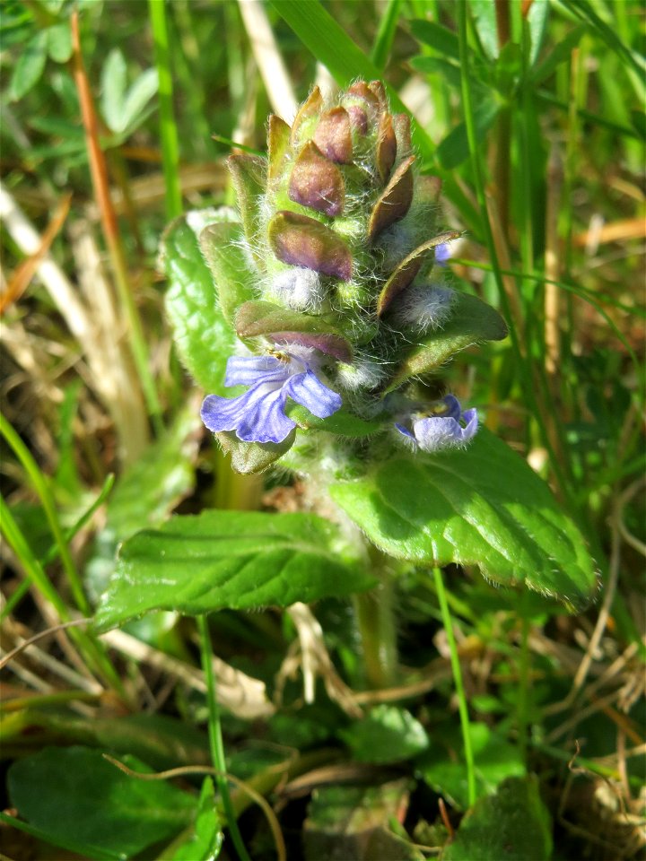 Kriechender Günsel (Ajuga reptans) im Naturschutzgebiet Bachwiesen/Leopoldswiesen im Hockenheimer Rheinbogen