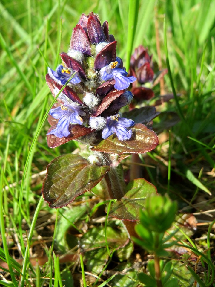 Kriechender Günsel (Ajuga reptans) im Naturschutzgebiet Bachwiesen/Leopoldswiesen im Hockenheimer Rheinbogen