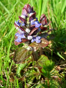 Kriechender Günsel (Ajuga reptans) im Naturschutzgebiet Bachwiesen/Leopoldswiesen im Hockenheimer Rheinbogen