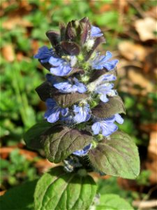 Kriechender Günsel (Ajuga reptans) in der Schwetzinger Hardt