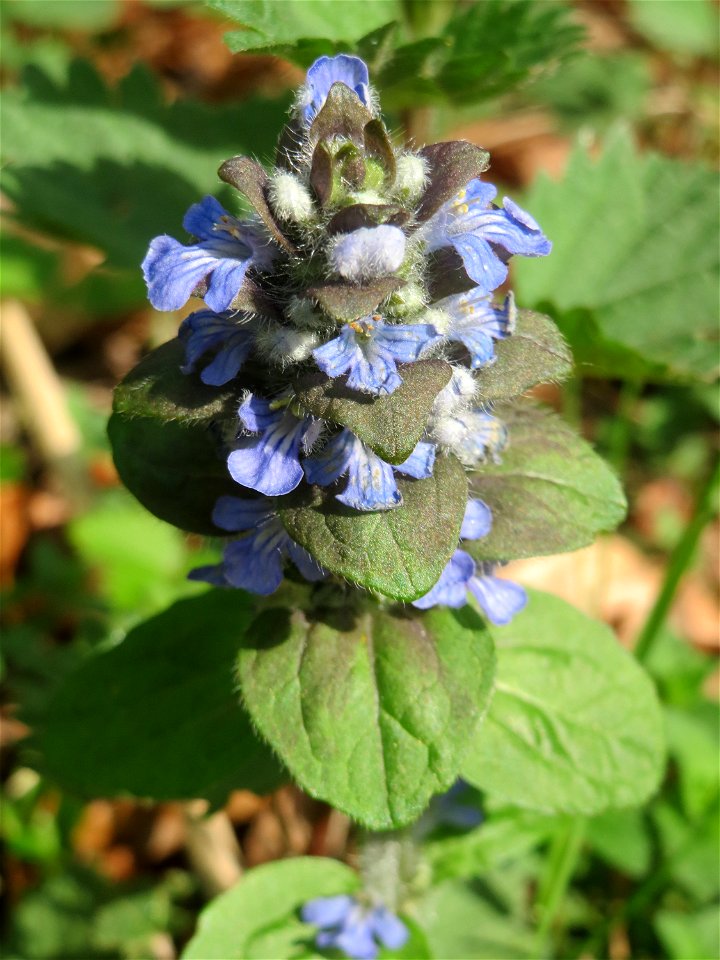 Kriechender Günsel (Ajuga reptans) in der Schwetzinger Hardt