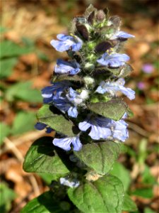 Kriechender Günsel (Ajuga reptans) in der Schwetzinger Hardt