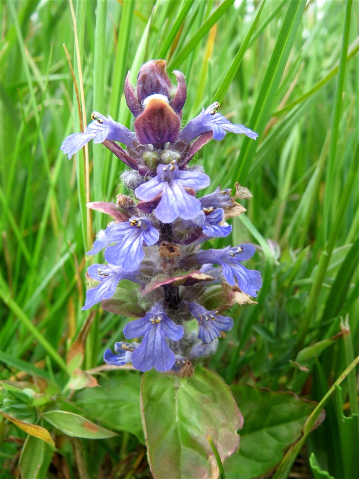 Kriechender Günsel (Ajuga reptans) im Naturschutzgebiet „Bachwiesen/Leopoldswiesen“ im Hockenheimer Rheinbogen
