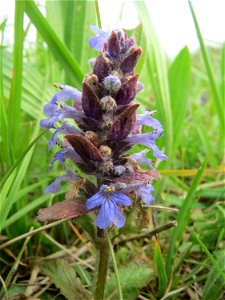Kriechender Günsel (Ajuga reptans) im Naturschutzgebiet „Bachwiesen/Leopoldswiesen“ im Hockenheimer Rheinbogen