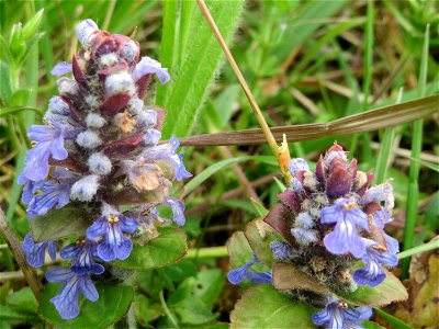 Kriechender Günsel (Ajuga reptans) im Naturschutzgebiet „Bachwiesen/Leopoldswiesen“ im Hockenheimer Rheinbogen