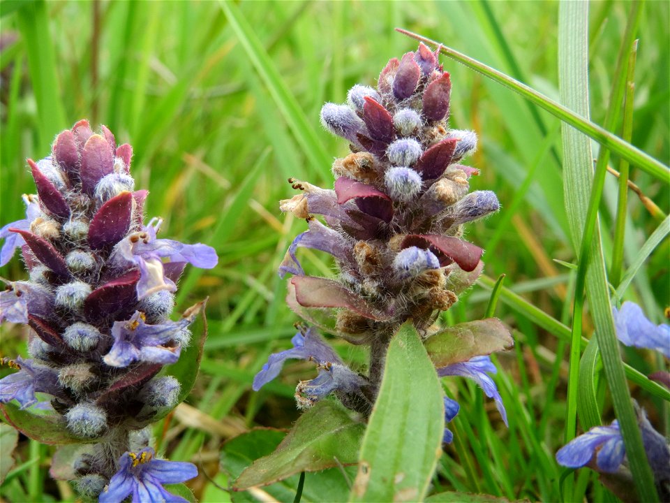 Kriechender Günsel (Ajuga reptans) im Naturschutzgebiet „Bachwiesen/Leopoldswiesen“ im Hockenheimer Rheinbogen