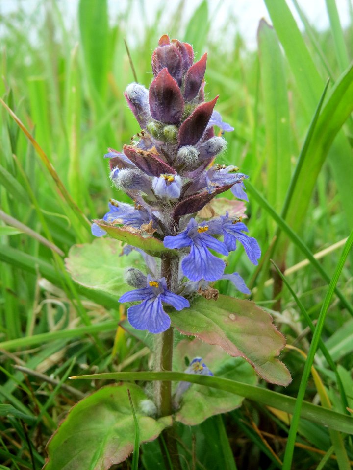 Kriechender Günsel (Ajuga reptans) im Naturschutzgebiet „Bachwiesen/Leopoldswiesen“ im Hockenheimer Rheinbogen