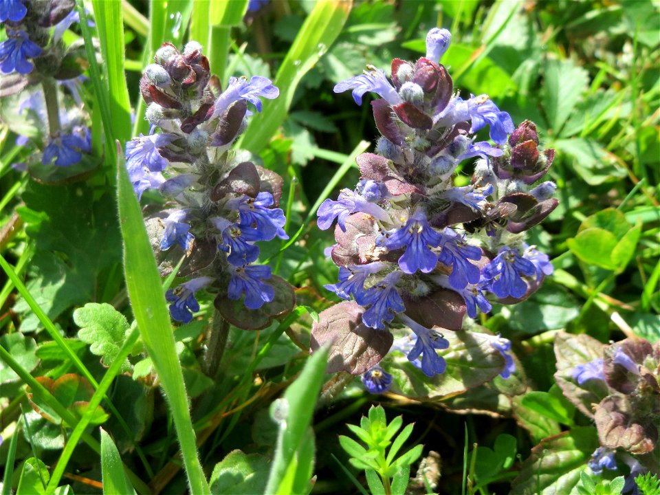 Kriechender Günsel (Ajuga reptans) auf dem Hauptfriedhof Saarbrücken