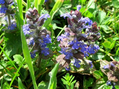 Kriechender Günsel (Ajuga reptans) auf dem Hauptfriedhof Saarbrücken