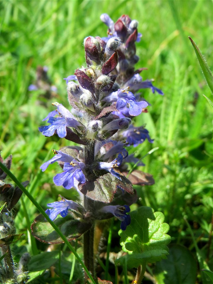 Kriechender Günsel (Ajuga reptans) auf dem Hauptfriedhof Saarbrücken