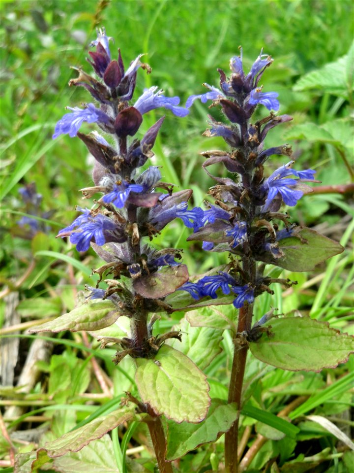 Kriechender Günsel (Ajuga reptans) im Naturschutzgebiet „St. Arnualer Wiesen“