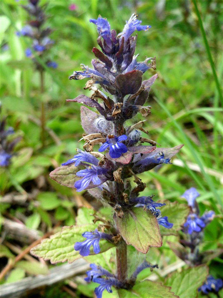 Kriechender Günsel (Ajuga reptans) im Naturschutzgebiet „St. Arnualer Wiesen“
