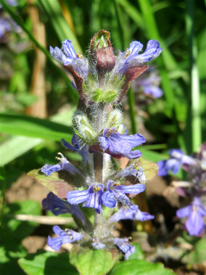 Kriechender Günsel (Ajuga reptans) im Naturschutzgebiet „Bachwiesen/Leopoldswiesen“ im Hockenheimer Rheinbogen